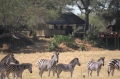 Zebra in front of camp 